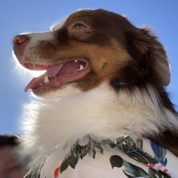 Toy Australian Shepherds from LuminAussies - Toy Australian Shepherd