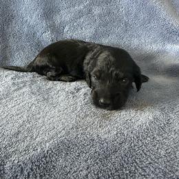 Black and Cream Male 2 - Black and cream male Dachshund puppy in Morristown, Tennessee from Lakeway Farms