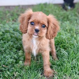 Beau - Ruby male Cavalier King Charles Spaniel puppy in Lawton, Oklahoma from Lindsey’s Cavies