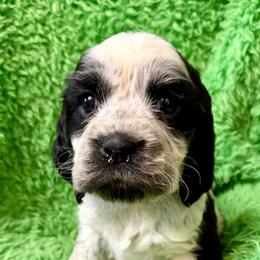 Bell - White and black female English Springer Spaniel puppy in Madison, Indiana from McCollough's Pawsome Spaniels and Danny's Delightful Dachshunds
