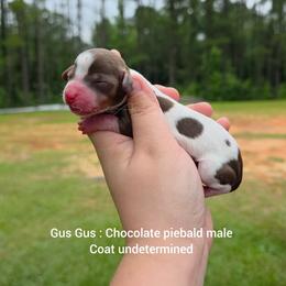 Gus gus - Piebald male Dachshund puppy in Quitman, Mississippi from S-and-A Kennels