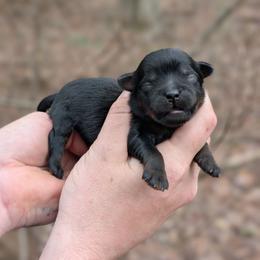 Melody - Black female Shihpoo puppy in Coshocton, Ohio from Forever Family Puppies