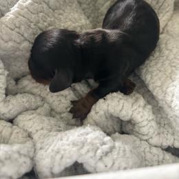 Hunter - Black and tan male Dachshund puppy in Tomball, Texas from Gutierrez House of Doxies