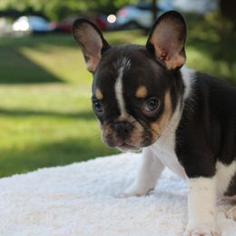 French Bulldog Puppies from Luvia Anderson