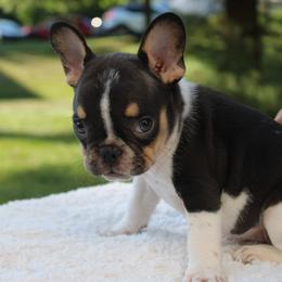 French Bulldog Puppies from Luvia Anderson
