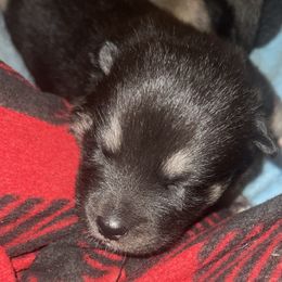 Pomsky Puppies from SeattlePomskies