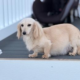 Maple - Cream female Dachshund puppy in Martinsville, Virginia from Ana’s Beautiful Doxies