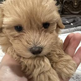 Maltipoo Puppies from Janina Sivers