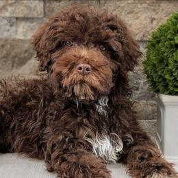 Gnocchi - Brown roan male Lagotto Romagnolo puppy in West Jordan, Utah from Salt Lake Lagotto