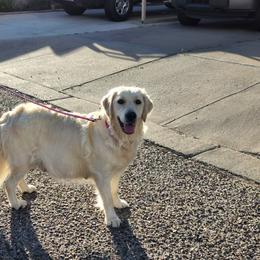 Golden Retriever All Grown Up from Teeter's Desert  Goddess Goldens