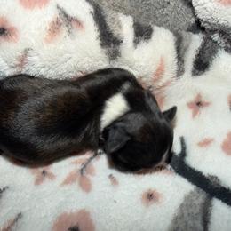 Girl 1 - Black and white female Shih Tzu puppy in Rockmart, Georgia from Sonya Garrett