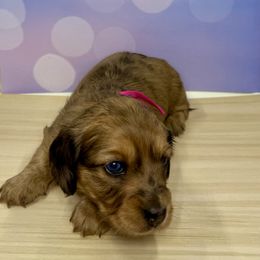 Hermione Granger - Dapple female Dachshund puppy in Bowerston, Ohio from Hangin’ H Kennels, LLC