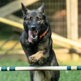 Chloe - German Shepherd