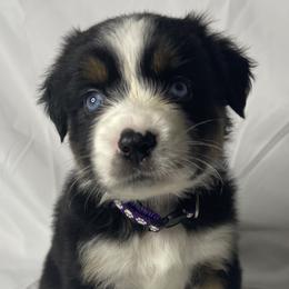 Star - Black tri-color Australian Shepherd puppy in Quinlan, Texas from Murphy Ranch Australian Shepherds