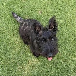 Scottish Terrier Puppies from Azscotties.com