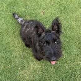 Scottish Terrier Puppies from Azscotties.com