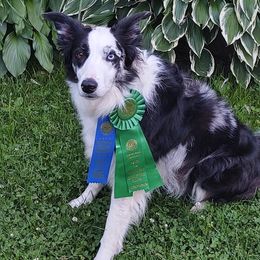 Border Collie All Grown Up from Eastwillow Border Collies