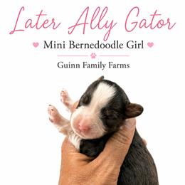 Later Ally Gator - Merle female Bernedoodle puppy in Grove, Oklahoma from Guinn Family Farms