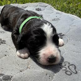 Green bean - Green - Black and white female Aussiedoodle puppy in Eolia, Missouri from Barefoot Kennel