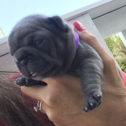 French Bulldog Puppies from Crooked C Ranch