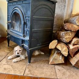 Teddy - Buff and white male Cocker Spaniel puppy in Oklahoma City, Oklahoma from BRX Country Cockers LLC