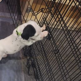 Dalmatian Puppies from Delaney's Dalmatians