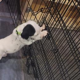 Dalmatian Puppies from Delaney's Dalmatians