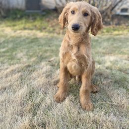 Goldendoodle Puppies from Golden Cuddle Pups