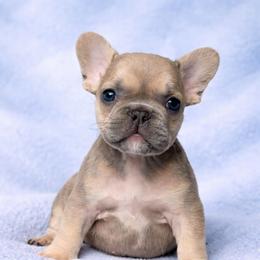 Biscuit - Blue fawn male French Bulldog puppy in Maplewood, New Jersey from Poos&Bulls Keepsake