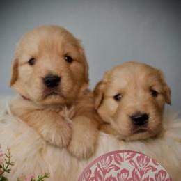 Female 6th  Pick - Golden female Golden Retriever puppy in Mc Arthur, California from California Golden Love
