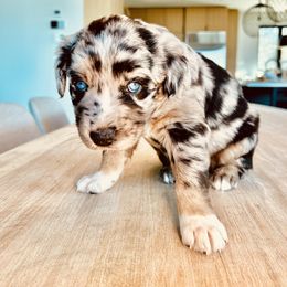 Girl 2 - Blue merle Australian Shepherd puppy in Liberty, Tennessee from Stone Hollow Aussies