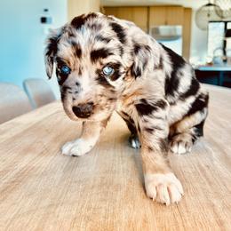 Girl 2 - Blue merle Australian Shepherd puppy in Liberty, Tennessee from Stone Hollow Aussies