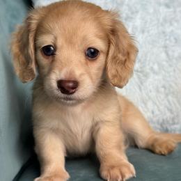 Teddy AKC 5000.00 - Dapple male Dachshund puppy in Krum, Texas from Tired Chef Dachshunds