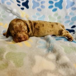 Dachshund Puppies from Mahzian Miniature Dachshunds