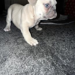 Sunny - Blue fawn male French Bulldog puppy in West Hempstead, New York from Long Island Frenchie