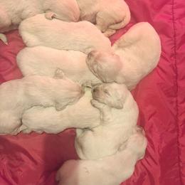 Catalina - Light golden female Golden Retriever puppy in Watkins, Colorado from Brightside Goldens