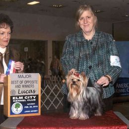 Yorkshire Terrier All Grown Up from Sherlyn Kennels