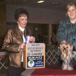 Yorkshire Terrier All Grown Up from Sherlyn Kennels