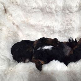 Bonnie - Tri-color female Bernedoodle puppy in North Royalton, Ohio from Johnson's Doodles