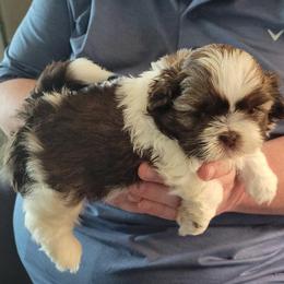 Kayden - Liver and white male Shih Tzu puppy in Parma, Ohio from D's DeVine Shih-Tzu