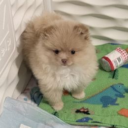 Piper - Cream female Pomeranian puppy in Coleman, Oklahoma from Pretty Poms