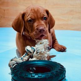 Mr Brown - Golden rust male Vizsla puppy in Agua Dulce, California from Waterfall Ranch Hungarian Vizslas