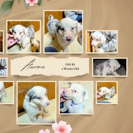 Australian Shepherd and Great Dane Puppies from AEW Farm
