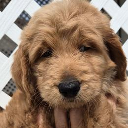 Pink Collar - Red  female Goldendoodle puppy in El Paso, Texas from Texas Goldendoodles