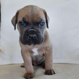 Formentino 8 female - Gray and fawn female Cane Corso puppy in Jacksonville, North Carolina from Coliseum de Cassiope