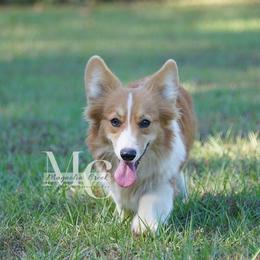 Rhythm - Pembroke Welsh Corgi