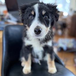 Jordi - Black tri-color male Aussiedoodle puppy in Lowville, New York from Adirondack Labradoodles