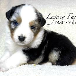 BMF Yahtzee - Blue merle female Australian Shepherd puppy in Shelby, Alabama from Legacy Farms