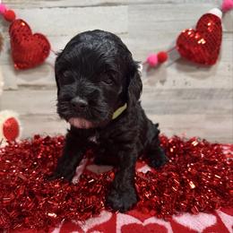 Finn - Black male Cockapoo puppy in Richton, Mississippi from Magnolia Hill Doodles