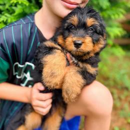 Elvis Presley - Black tri-color male Aussiedoodle puppy in Chattanooga, Tennessee from Remedy Ranch Aussiedoodles